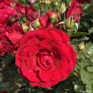 Rosa Royal Red - Climbing Rose