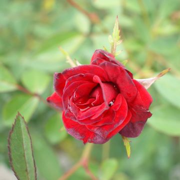Rosa polyantha 'Meipaede' BABY BACCARA® - Rosier Baby Baccara