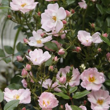 Rosa Sternenhimmel - Miniature Rose