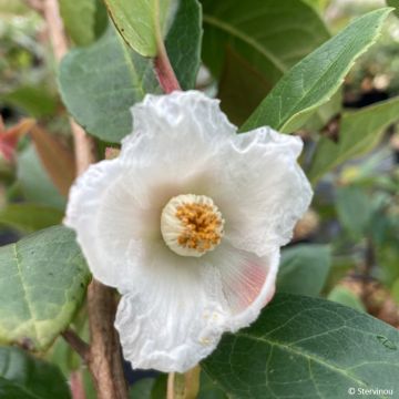 Stewartia pteropetiolata  - Stewartia, Stuartie