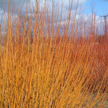 Salix alba var. vitellina - White Willow