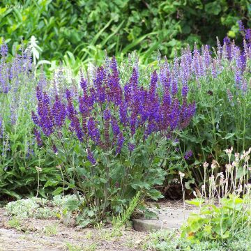 Salvia x sylvestris Bazuin Dark Night 'Sabadate' - Clary sage Salvia x sylvestris Bazuin Dark Night 'Sabadate' - Clary sage