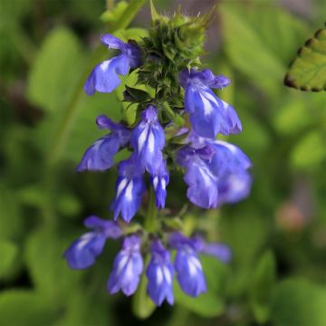 Salvia setulosa 