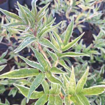 Sambucus nigra Aureomarginata - Sureau noir Aureomarginata
