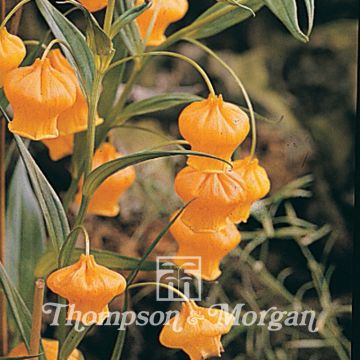 Sandersonia aurantiaca seeds