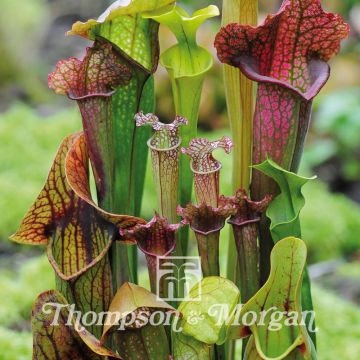 Sarracenia New Hybrids