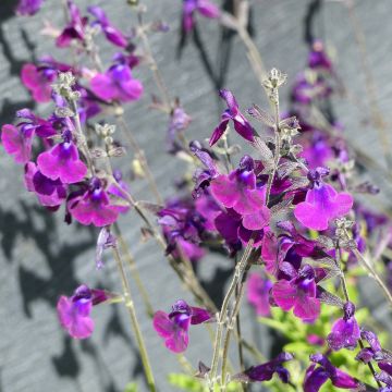 Sauge arbustive Nachtvlinder - Salvia microphylla Sauge arbustive Nachtvlinder - Salvia microphylla