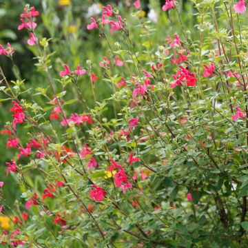 Salvia microphylla grahamii 