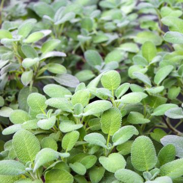 Salvia officinalis Maxima