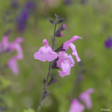 Salvia jamensis Mighty Pink’ Malabar®