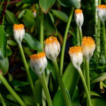 Scadoxus albiflos Scadoxus albiflos