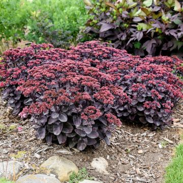 Sedum telephium Back in Black - Autumn Stonecrop
