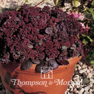 Sedum ussuriense Turkish Delight - Stonecrop