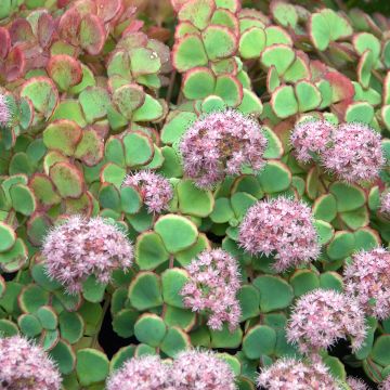 Sedum sieboldii - Stonecrop