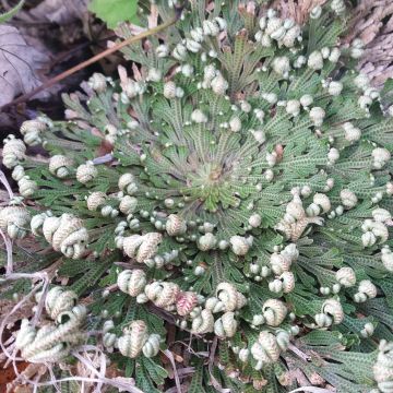 Selaginella lepidophylla