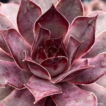 Sempervivum Chic Charms Grape Galaxy® - Houseleek