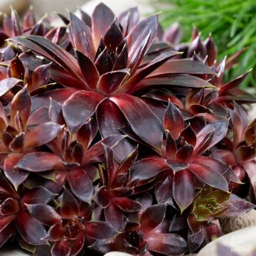 Sempervivum Coconut Crystal® - Houseleek