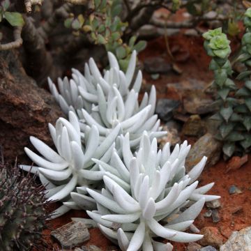 Senecio hawortii - Cocoon plant