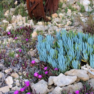 Senecio serpens Dwarf Blue - Blue chalksticks