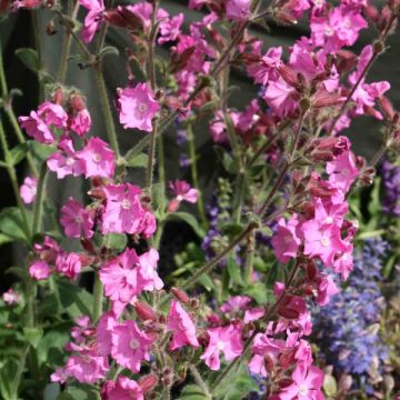 Silene robotii Rollies Favourite