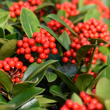 Skimmia japonica Temptation - Japanese Skimmia