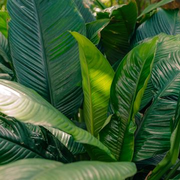 Spathiphyllum Sensation - Peace lily