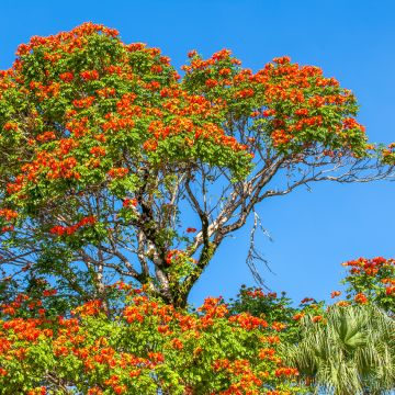 Spathodea campanulata - African tulip tree