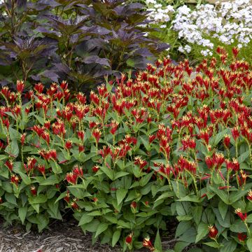 Spigelia marilandica Little Red Head - Indian pink