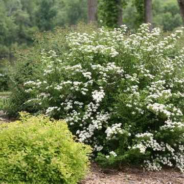 Spiraea nipponica ‘SMNSNFD’ Wedding Cake® - Spirée du Japon Wedding Cake, Spirée japonaise Wedding Cake