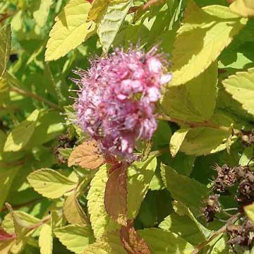 Spiraea japonica Golden Princess