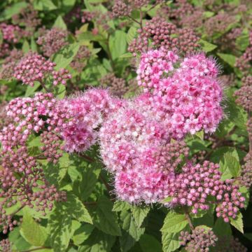 Spiraea japonica Nana
