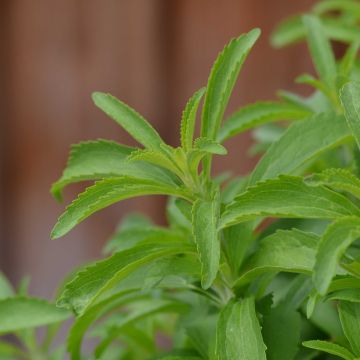 Stevia rebaudiana