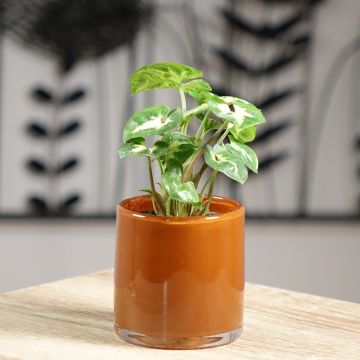 Syngonium podophyllum Pixie - Arrowhead vine