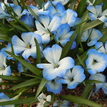 Tecophilaea cyanocrocus Leichtlinii - Chilean blue crocus