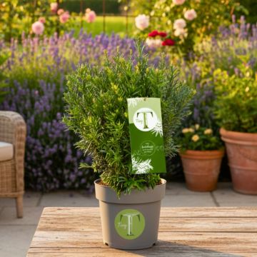 Taxus baccata Tiny T - Dwarf yew Taxus baccata Tiny T - Dwarf yew