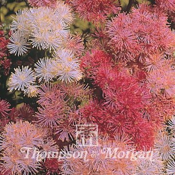Common Meadow-Rue Seeds 'New Hybrids Mixed' - Thalictrum aquilegiifolium