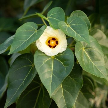 Thespesia populnea - Portia tree