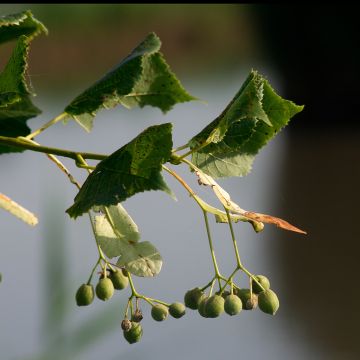 Tilia cordata Rancho - Tilleul à petites feuilles Rancho