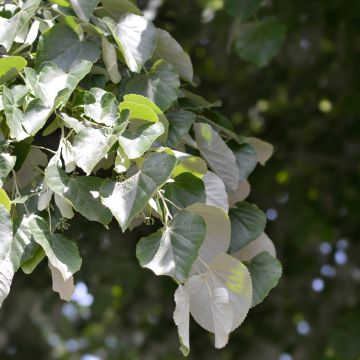 Tilia tomentosa - Silver lime