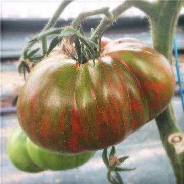 Tomato Chocolate Stripes - Ferme de Sainte Marthe seeds