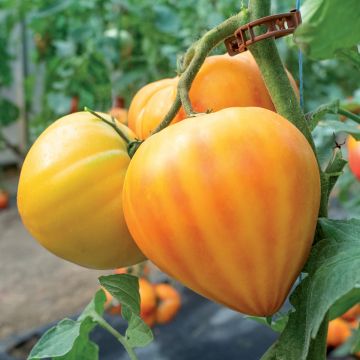 Tomato Gourmansun F1 Tomato Gourmansun F1