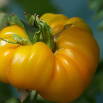 Jaune Saint Vincent Organic Seeds - Ferme de Sainte Marthe seeds