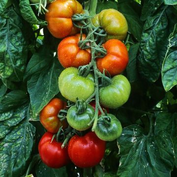 Tomato Grafted Montfavet