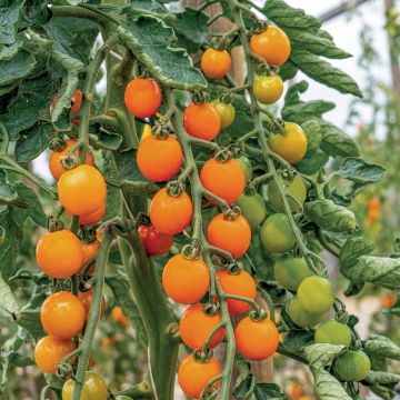 Solanum lycopersicum Honeycomb F1 - Cherry tomato