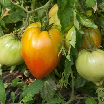 Tomato Ochsenherz Orange Grafted Plants