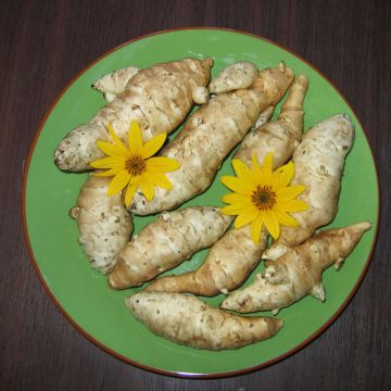 Jerusalem Artichokes - Helianthus tuberosus