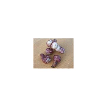 Purple Jerusalem Artichokes plants - Helianthus tuberosus