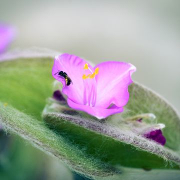 Tradescantia sillamontana
