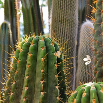 Trichocereus terscheckii - Cactus Trichocereus terscheckii - Cactus