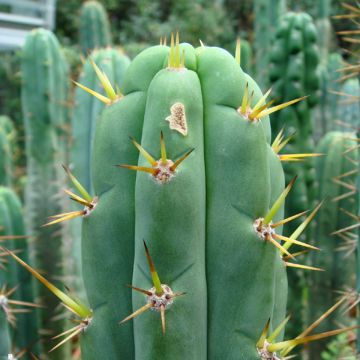 Trichocereus cuzcoensis - Cactus